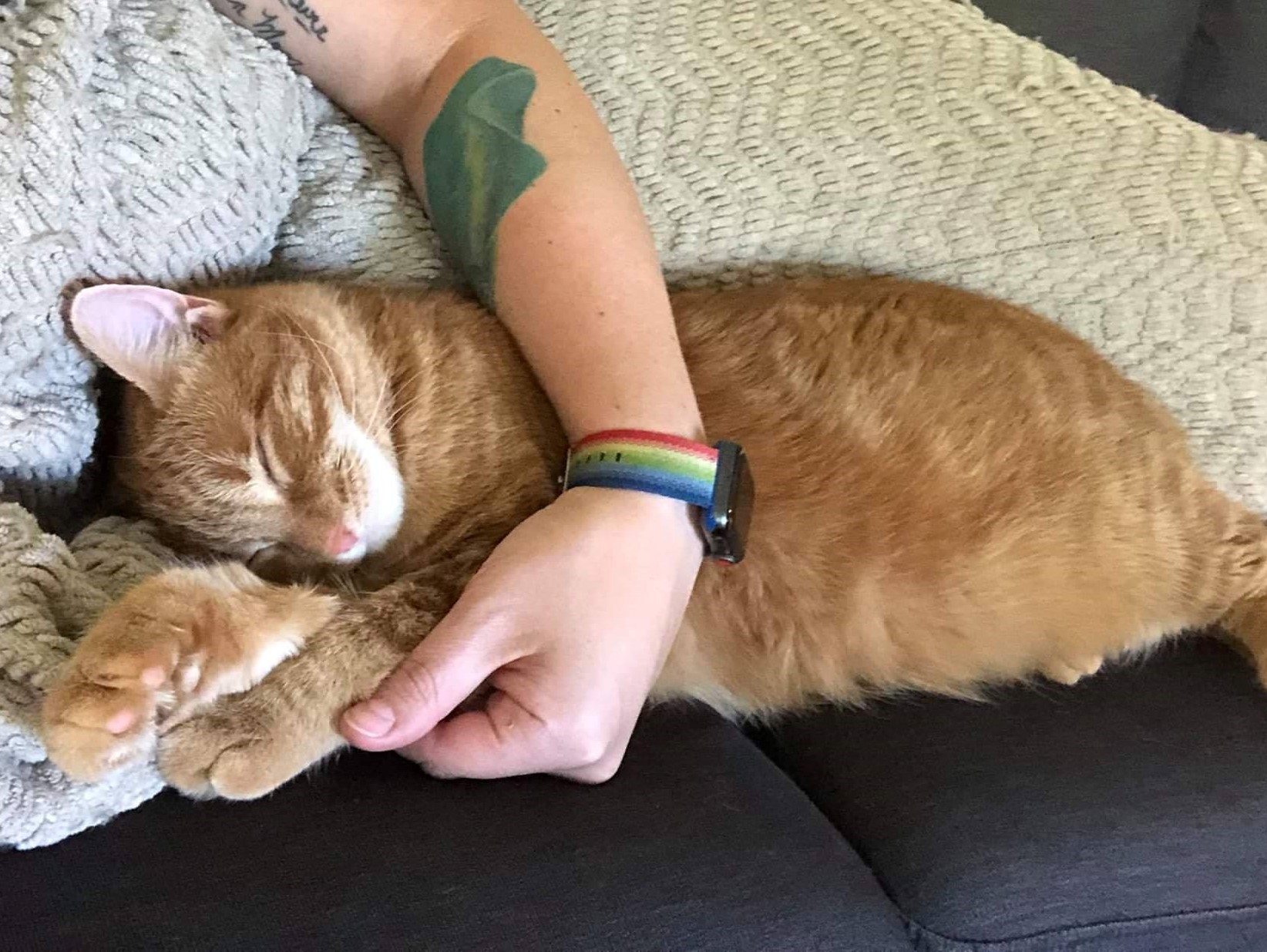 Finding Cats New Homes PetSmart Charities